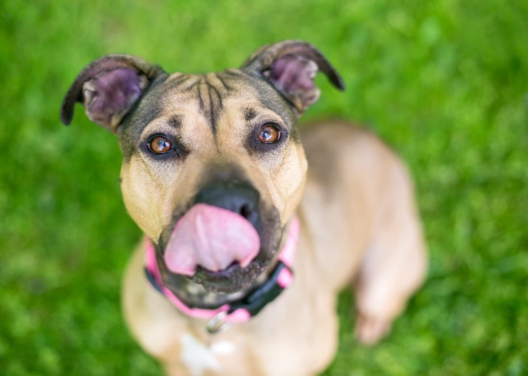 Licking is a sign that your dog is anxious